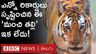 Collarwali Tigress Death ఈ పులి చనిపోతే అనేక మంది కన్నీరు పెట్టుకుంటున్నారు ఎందుకంటే BBC Telugu [upl. by Moonier]