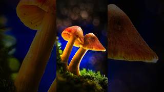 Macro Lighting Bokeh amp LED 🍄‍🟫 🩵 macrophotography [upl. by Nnaeel297]