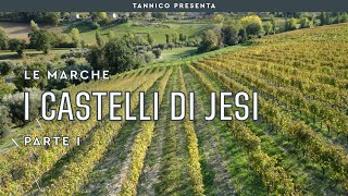 Il Verdicchio dei Castelli di Jesi  Parte I  Tannico Flying School [upl. by Tenenbaum372]