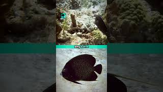 Why I Dive 25 scuba shorts scrawled filefish french angelfish scubadiving [upl. by Einahc]