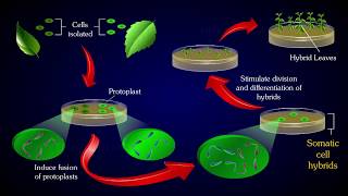 PROTOPLAST FUSION [upl. by Aksel]