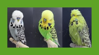 Meeting with Ralph Jenne  Exhibition Budgerigar Champion Breeder 2016 [upl. by Oos]