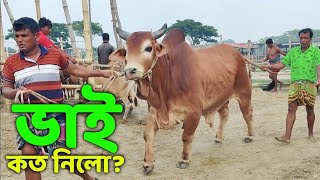 Bhai Koto Nilo Paragram Hozrotpur Gorur Hat 2024Part 17  Qurbani Cow Price in Bangladesh  Cow [upl. by Annorah]