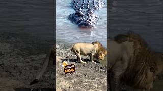 Crocodile stalking Lion crocodile lion [upl. by Edgerton]