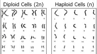 Haploid vs Diploid [upl. by Navy]