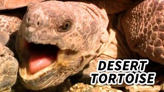 Desert Tortoise Facts DONT Make Them PEE  Animal Fact Files [upl. by Gniliem]