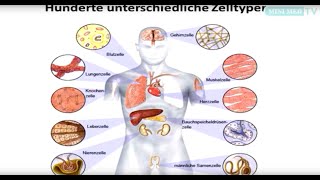 Das Blut  Leukämie und Lymphome  MINI MED Studium mit AssProf PrivDoz Dr Stefan Wöhrer [upl. by Fidellas]