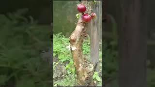 jabuticaba fruit in garden viralvideo viralshorts shorts flowers bougainvillea [upl. by Joshua]