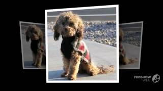 Doxiepoo Dog breed [upl. by Zerat]