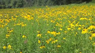 Yellow Coneflower  Ratibida pinnata blooming at Ion Exchange [upl. by Mechelle]