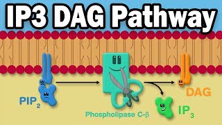 IP3 DAG Calcium Pathway [upl. by Letney342]