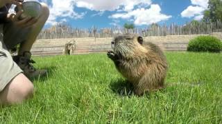 Coipú Myocastor coypus en BIOPARC Valencia [upl. by Alia]