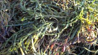 Tidepool Tim on Maine Wormweed  A form of Ascophyllum Nodosum or Rockweed [upl. by Samal]