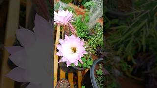 Succulents Echinopsis tubiflora ytshorts youtubeshorts beautiful youtube garden natureCactus [upl. by Hoashis158]