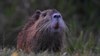 Ratão do banhado pastando durante o entardecer as bordas da lagoa na natureza [upl. by Wilda27]