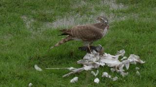 Sparrowhawk Predates A Collared Dove [upl. by Anuat441]