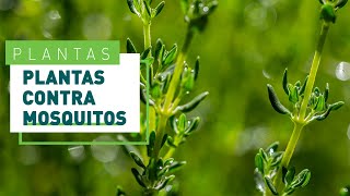 5 plantas antimosquitos un eficaz repelente natural  Verdecora [upl. by Merrie]