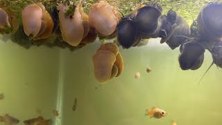 Breeding Mystery Snails For Profit Out of My Bedroom [upl. by Kery]