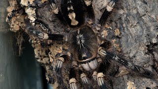 Poecilotheria subfusca lowland A rare video [upl. by Animahs]