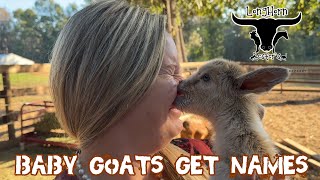 ReIntroducing Baby Goats To Momma [upl. by Leitao]