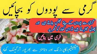 Making Liquid Fertilizer From Watermelon Peels  Ghar par Tarbooz ke chilkoon se khaad banae [upl. by Abba]