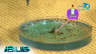 iBilib How to quickly kill mosquito larvae in water [upl. by Snej]