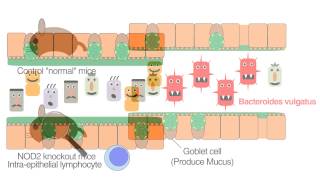 Crohns Disease Gene Nod2 Regulates Intestinal Microbiota [upl. by Meave989]