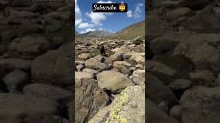 Jammu🐏 kaashu🏔️🐑shorts shortsfeed viralvideo youtubeshorts [upl. by Markowitz512]