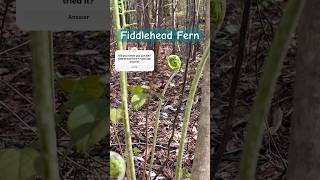 Fiddlehead Fern fiddlehead foraging nature shorts [upl. by Erek]