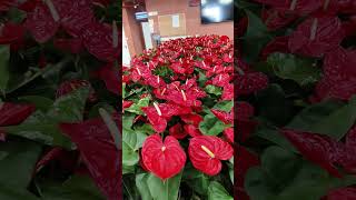 Red ANTHURIUM israel garden flowerharvest flower gardening [upl. by Pineda]