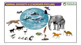 CHORDATA GENERAL CHARACTERS FOR NEET BY SRIKANTH SIR [upl. by Eilsel]