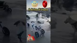 Il diritto di vivere 🐾💕💝🐶 shortvideo cane animali diritto vivere cani forza vita animale [upl. by Aniaj963]