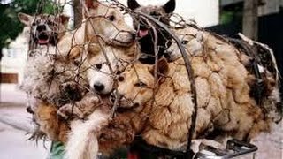 Thailands Dog Meat and Skin Business [upl. by Gene]