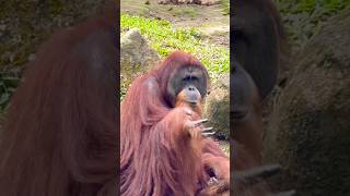 Bornean Orangutan  Singapore Zoo [upl. by Atiekram]