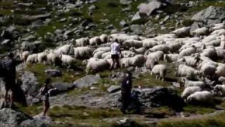 Sheep Herding in the Pyrenees [upl. by Wearing476]