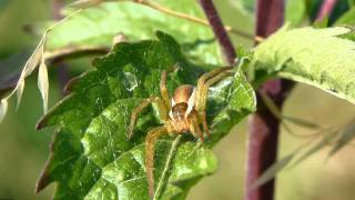 Gerandete Jagdspinne Dolomedes fimbriatus [upl. by Otir484]