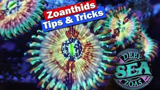 Zoanthids Tips and Tricks  Growing Fragging and selling zoas [upl. by Felisha632]