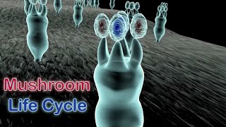 Life Cycle of Mushrooms in the Phylum Basidiomycota [upl. by Mirisola847]