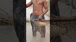 Carp fishshort videos [upl. by Nashner450]