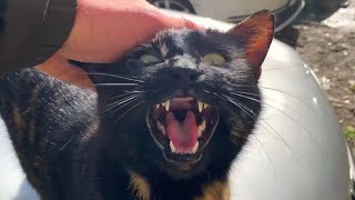 Playful cat meows incredibly [upl. by Iran974]