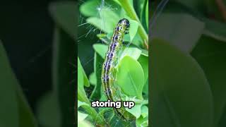 Why Do Caterpillars Turn into Butterflies MiniBeasts ButterflyMagic CritterStories [upl. by Lachish215]