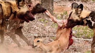 Incredible Wild Dogs hunt Klipspringers in forest । wilddog leopard klipspringers forest [upl. by Vihs]