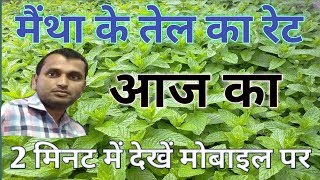 Mentha oil rate today  मैंथा के तेल का रेट आज का  Mentha oil rate by Mobile phone [upl. by Lose882]