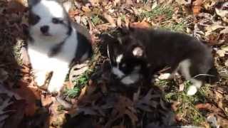 Wooly Pomsky Puppies Playing [upl. by Amik931]