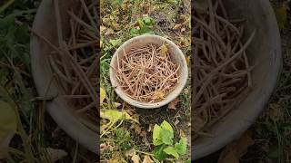 தட்டபயிர் அறுவடை l தரணிகாய் காராமணி l cowpea harvesting shortsgardeningcowpeafarmingagriculture [upl. by Sido]