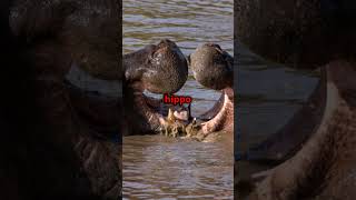 Hippopotamus VS Nile Crocodile shorts animals hippo crocodile [upl. by Stochmal219]