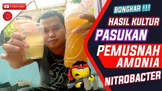 💥 BONGKAR  Hasil Fermentasi Mengembangbiakan Bakteri Nitrobacter [upl. by Ahsieki]