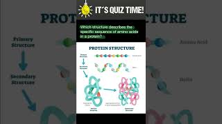 Protein structure [upl. by Nolyak]