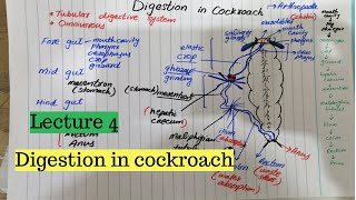 DIGESTION IN COCKROACH  digestive system of cockroach [upl. by Maddis649]