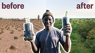 How One Man Planted A Forest in 5 Years [upl. by Attiuqram]